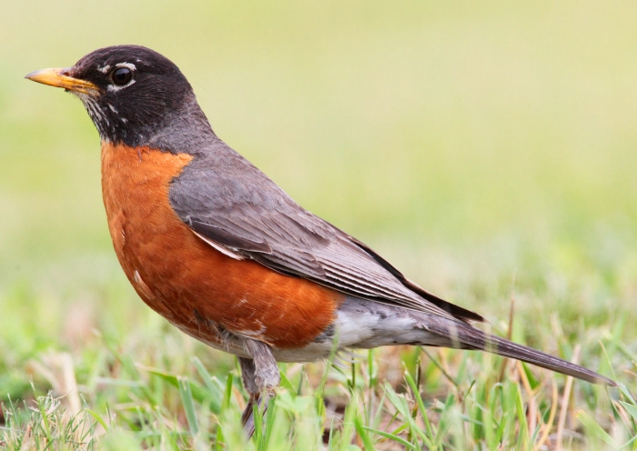american robin migration