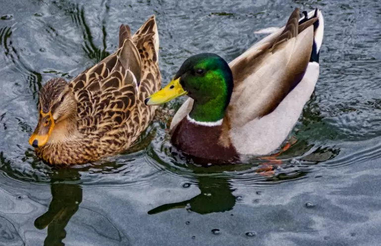 mallard vs black duck