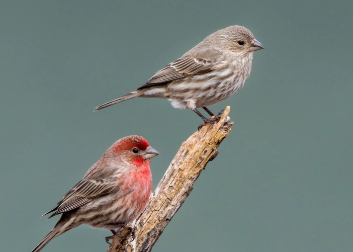 house finch feeder
