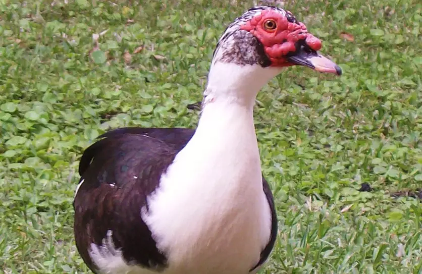 raising muscovy ducks