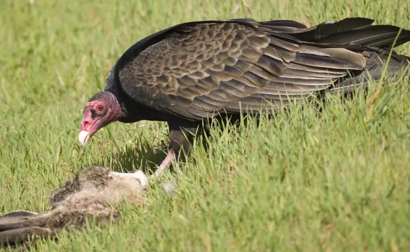 turkey vulture behavior turkey vulture behavior