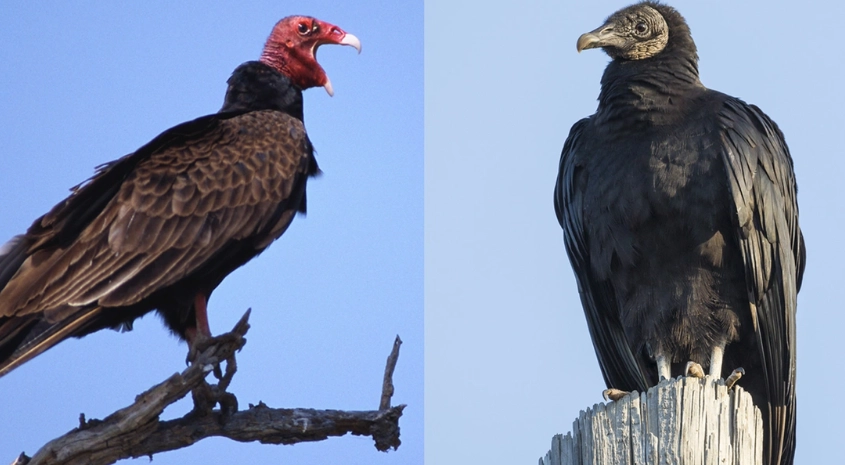 difference between turkey vulture and black vulture
