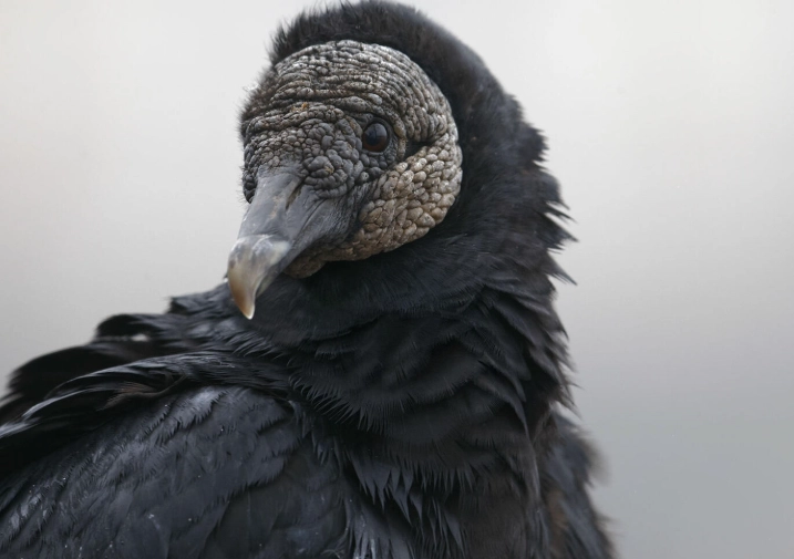 Black vulture facts