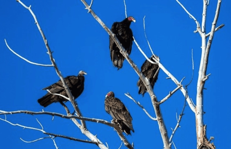 turkey vulture behavior turkey vulture behavior