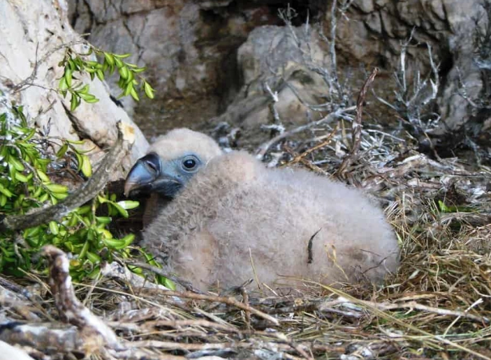 turkey vulture chick
