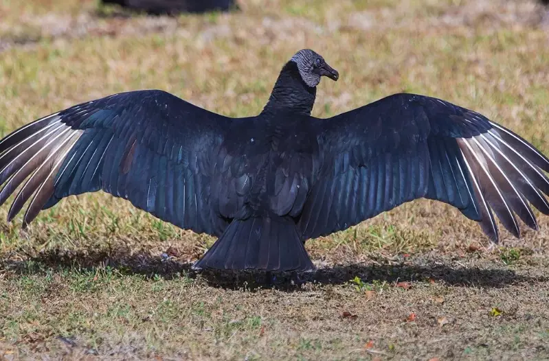 Black vulture habitat