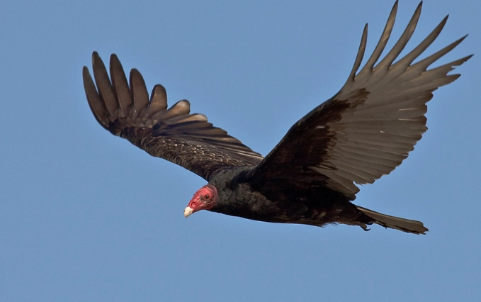Turkey Vulture flying