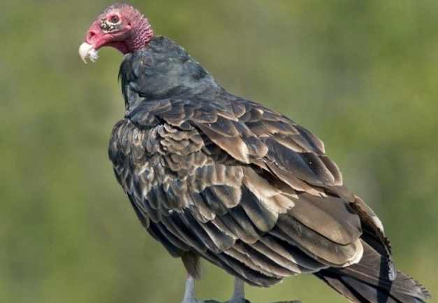 turkey vulture hissing sound turkey vulture hissing sound
