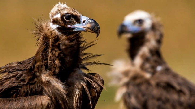 Black Vulture vs Turkey Vulture