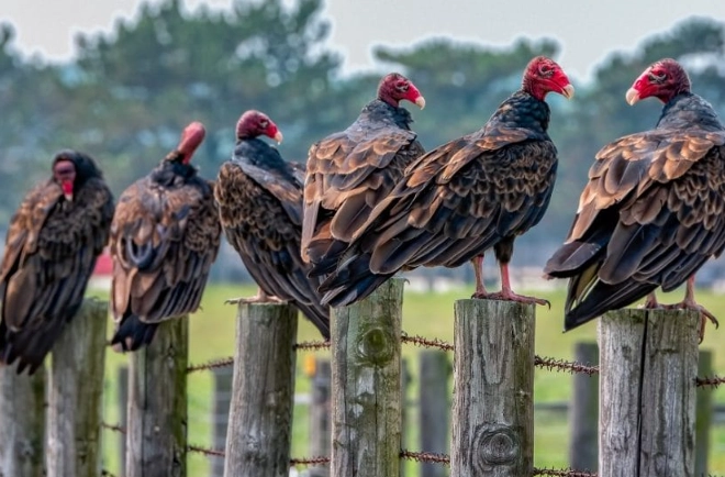 are vultures dangerous to pets