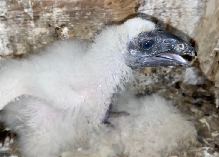 baby turkey vulture