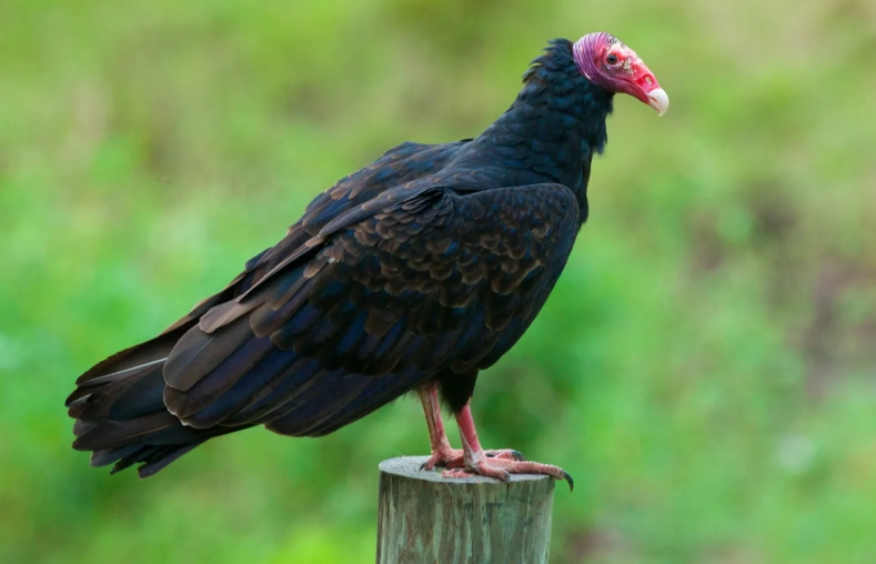 what does a turkey vulture sound like what does a turkey vulture sound like
