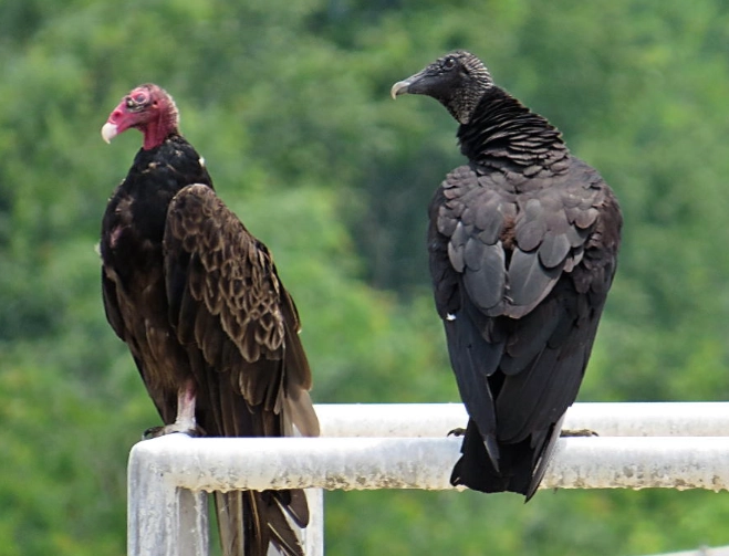 Black Vulture vs Turkey Vulture
