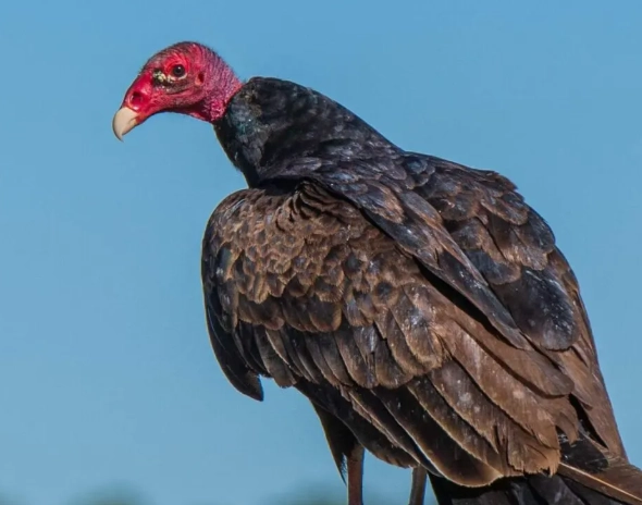 are vultures dangerous to pets