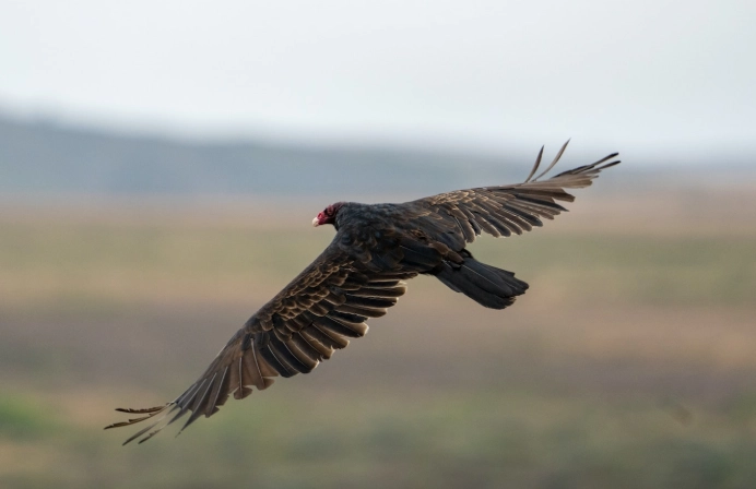 are turkey vultures aggressive to humans are turkey vultures aggressive to humans