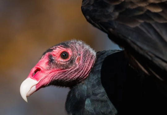 are vultures dangerous are vultures dangerous