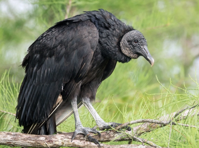 Black vulture habitat