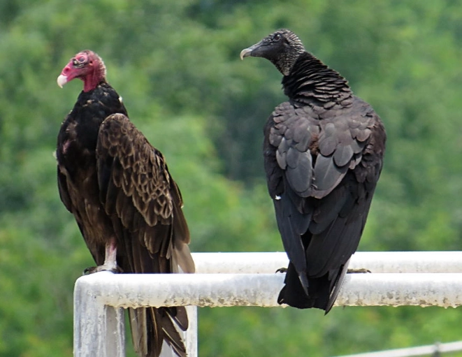 are turkey vultures aggressive to humans are turkey vultures aggressive to humans