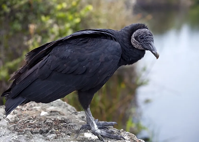 Black vulture facts
