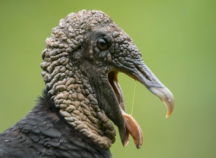 Black vulture vs turkey vulture