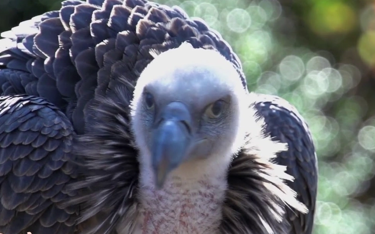 turkey vulture hissing sound turkey vulture hissing sound