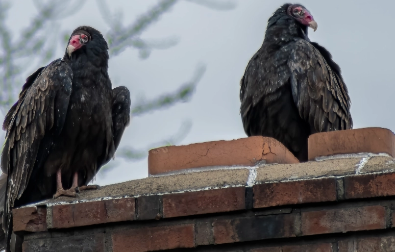 are turkey vultures aggressive to humans are turkey vultures aggressive to humans