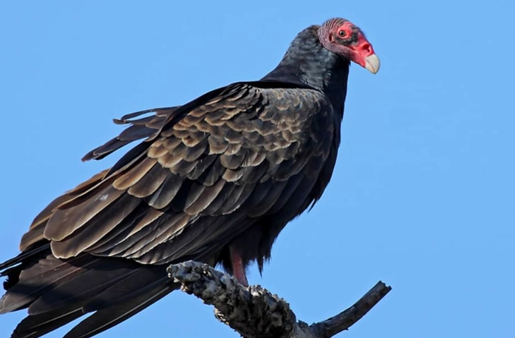 turkey vulture sounds turkey vulture sounds