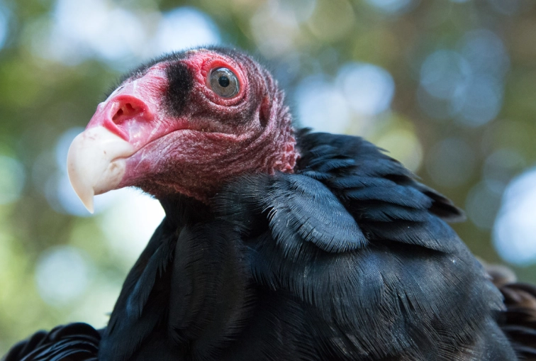 protect dog from vultures