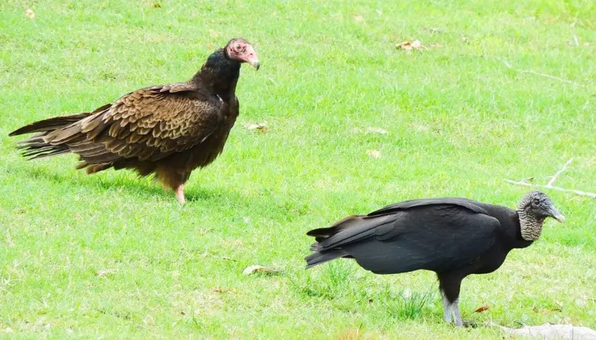 Black Vulture vs Turkey Vulture