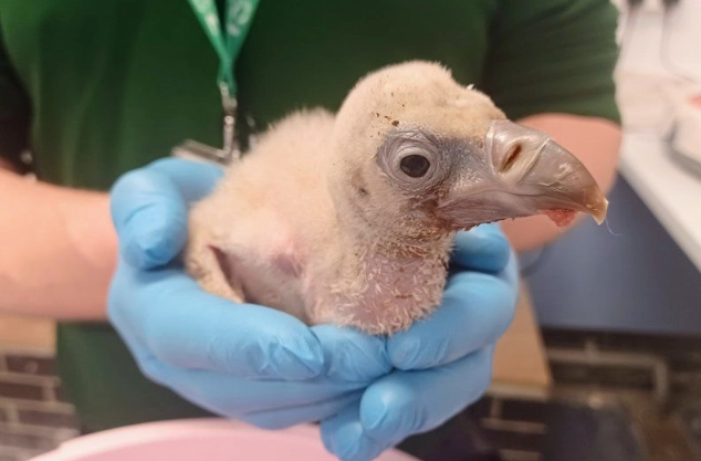 baby turkey vulture