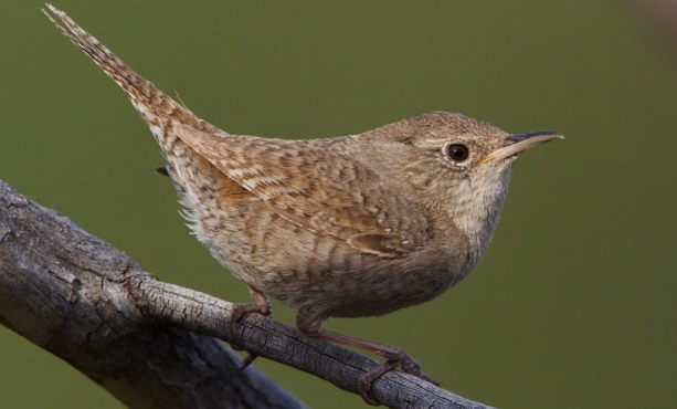 house wren song