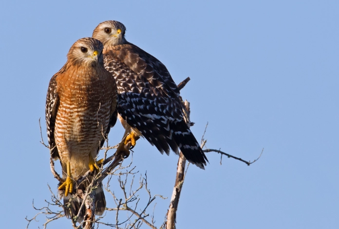 Red-shouldered Hawk vs Red-tailed Hawk