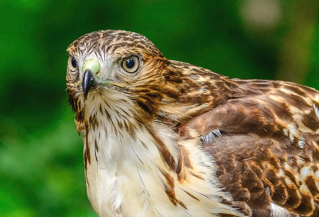red-tailed hawk fledgling