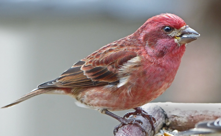 Purple Finch identification
