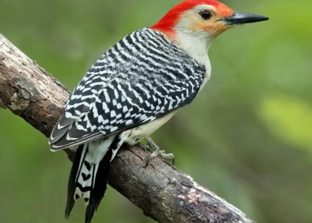 woodpecker species