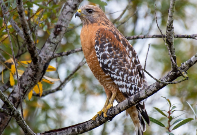 Red-shouldered Hawk