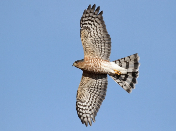 sharp shinned hawk size
