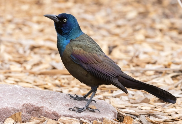 how to get rid of grackles