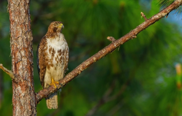 red tailed hawk call