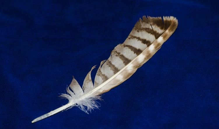 hawk feather meaning