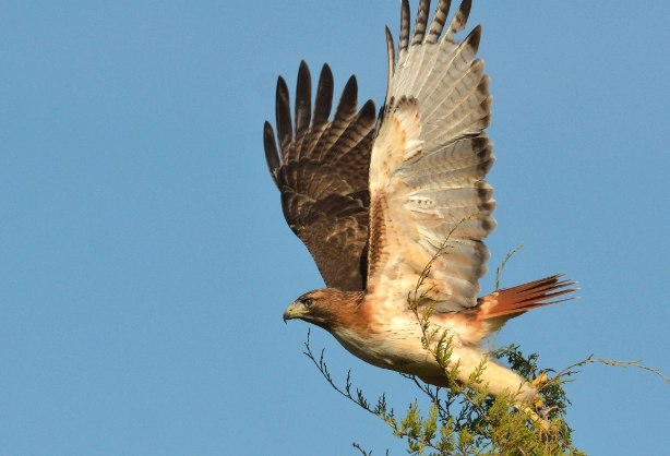 How rare is it to see a red-tailed hawk?