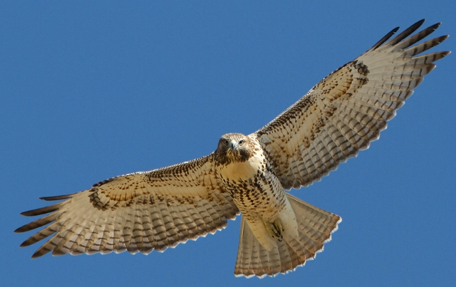 hawk feather meaning