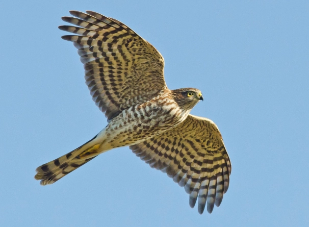 sharp shinned hawk identification
