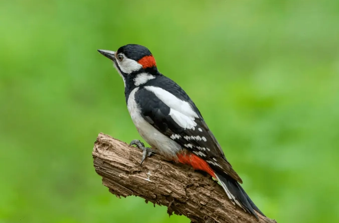 woodpecker species