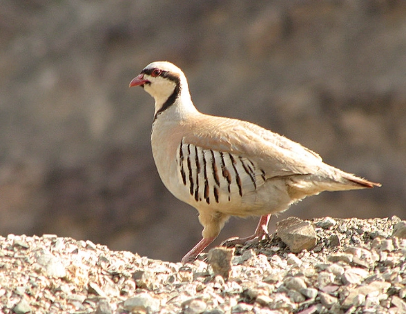 chukar hunting