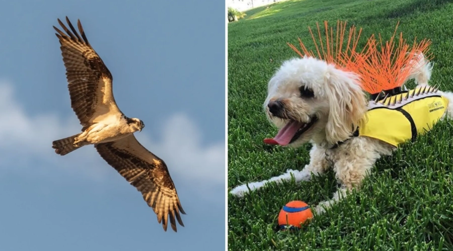 can a hawk carry a dog