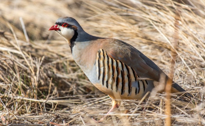 chukar hunting