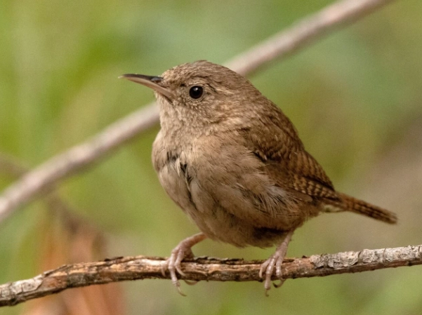 house wren song
