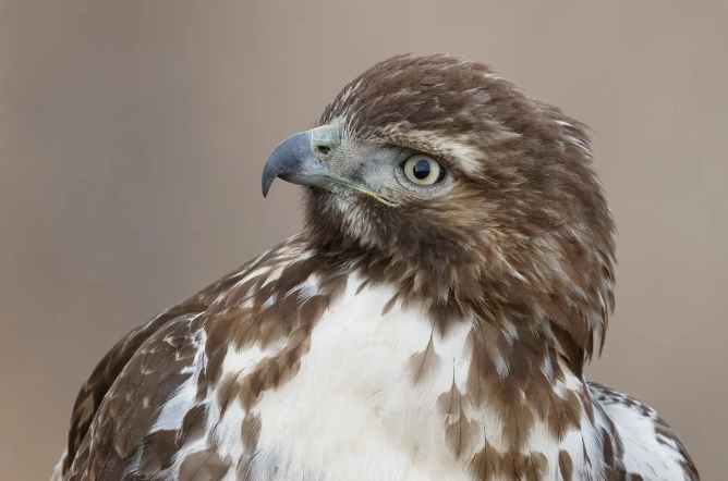juvenile vs adult red-tailed hawk