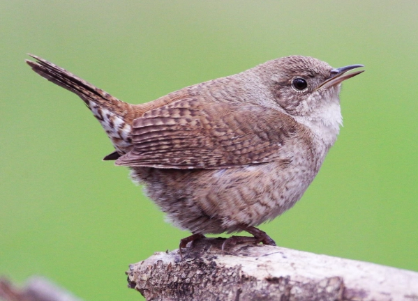 house wren song
